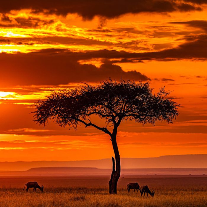 Nairobi & Masai Mara