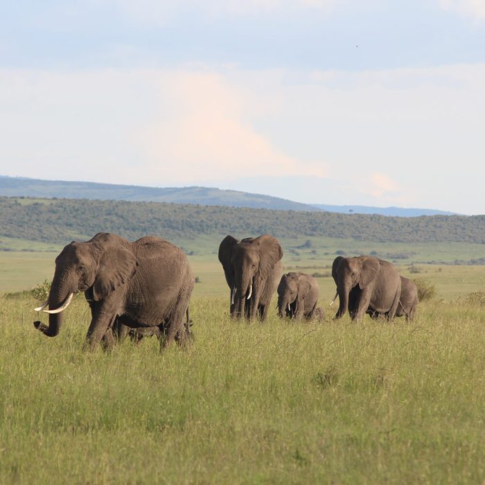 Nairobi & Masai Mara